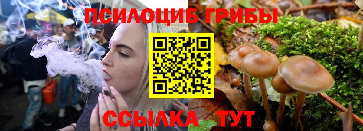 Псилоцибиновые грибы Psilocybine cubensis  Кириши  Галлюциногенные грибы мицелий 